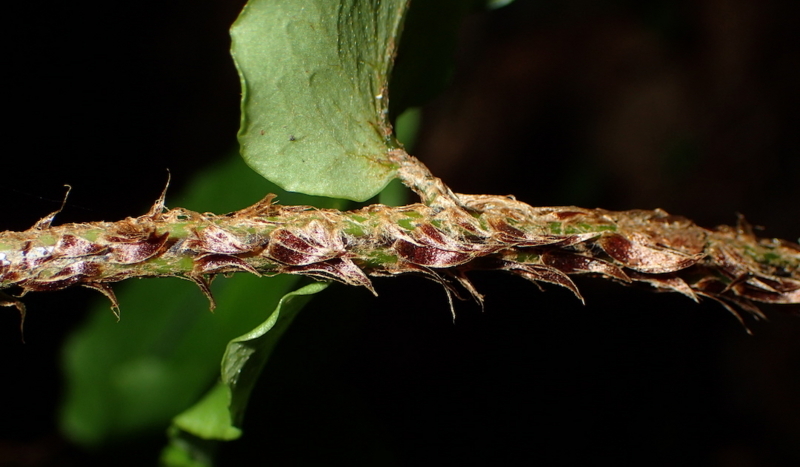 f:id:shidasagashi:20180628224934j:plain