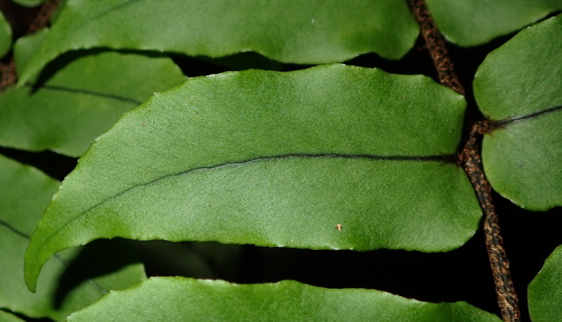 f:id:shidasagashi:20180628225057j:plain