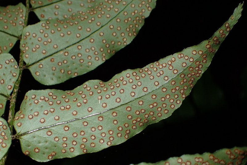 f:id:shidasagashi:20180628225103j:plain