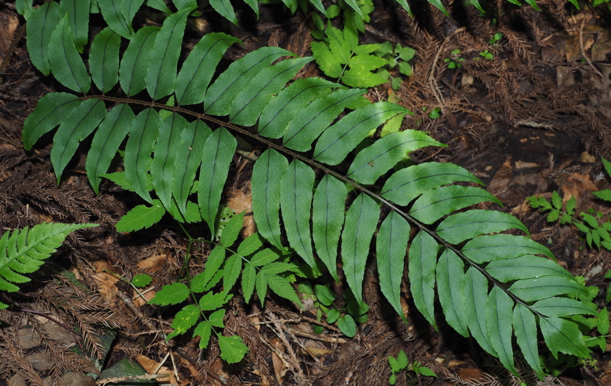 f:id:shidasagashi:20180628231053j:plain