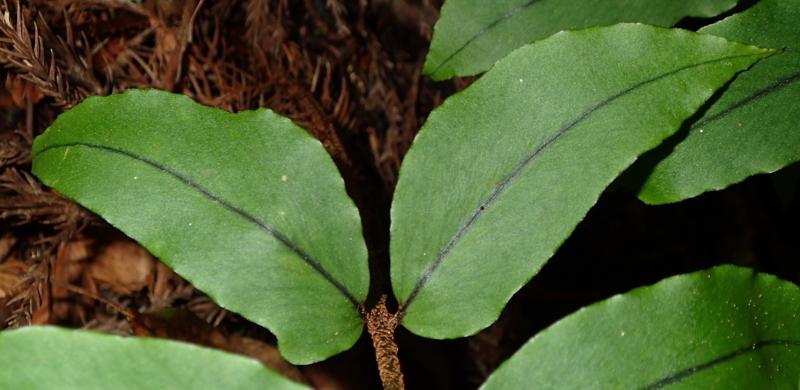 f:id:shidasagashi:20180629205358j:plain