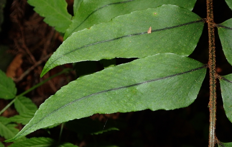 f:id:shidasagashi:20180629205403j:plain