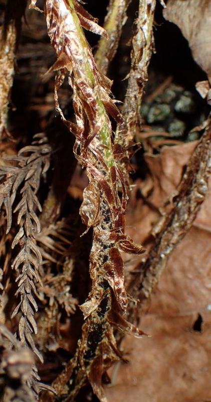 f:id:shidasagashi:20180629205412j:plain