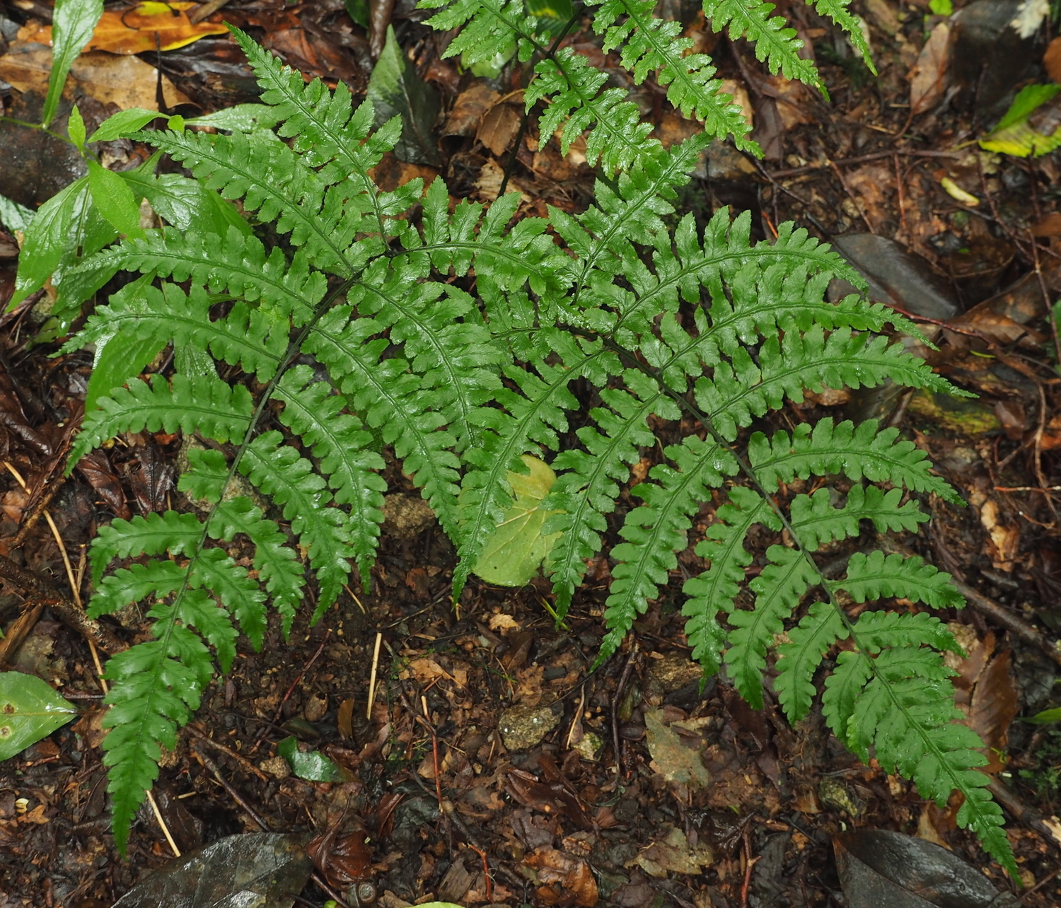 ウスバツクシワラビ - しださがし