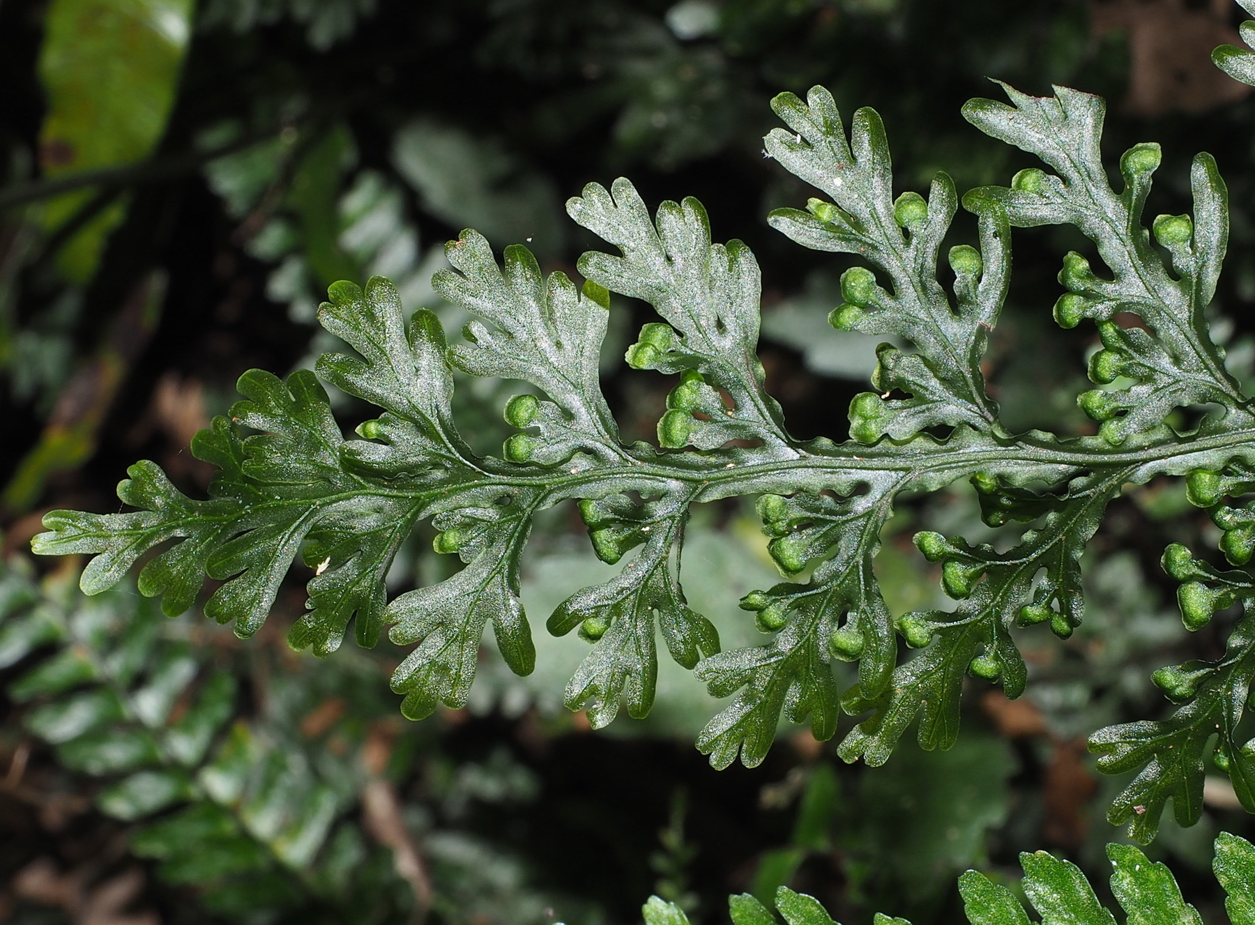 熱帯植物　コケシノブ　シダ　Hymenophyllum pilosissimum 熱帯植物 コケシノブ シダ Hymenophyllum pilosissimum コウヤコケ