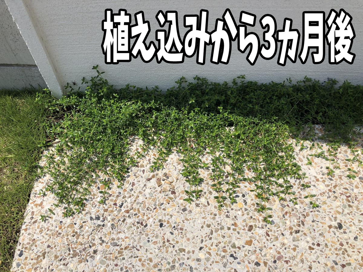 タイムを植えた1年後の結果 ロンギカウリス グランドカバーに最適 たてかすさんちのおうちごと