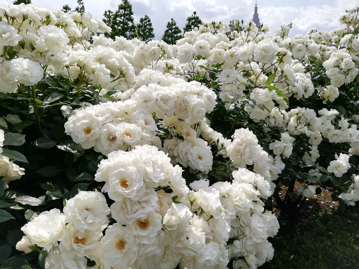 f:id:shiftchang:20190519210842j:plain