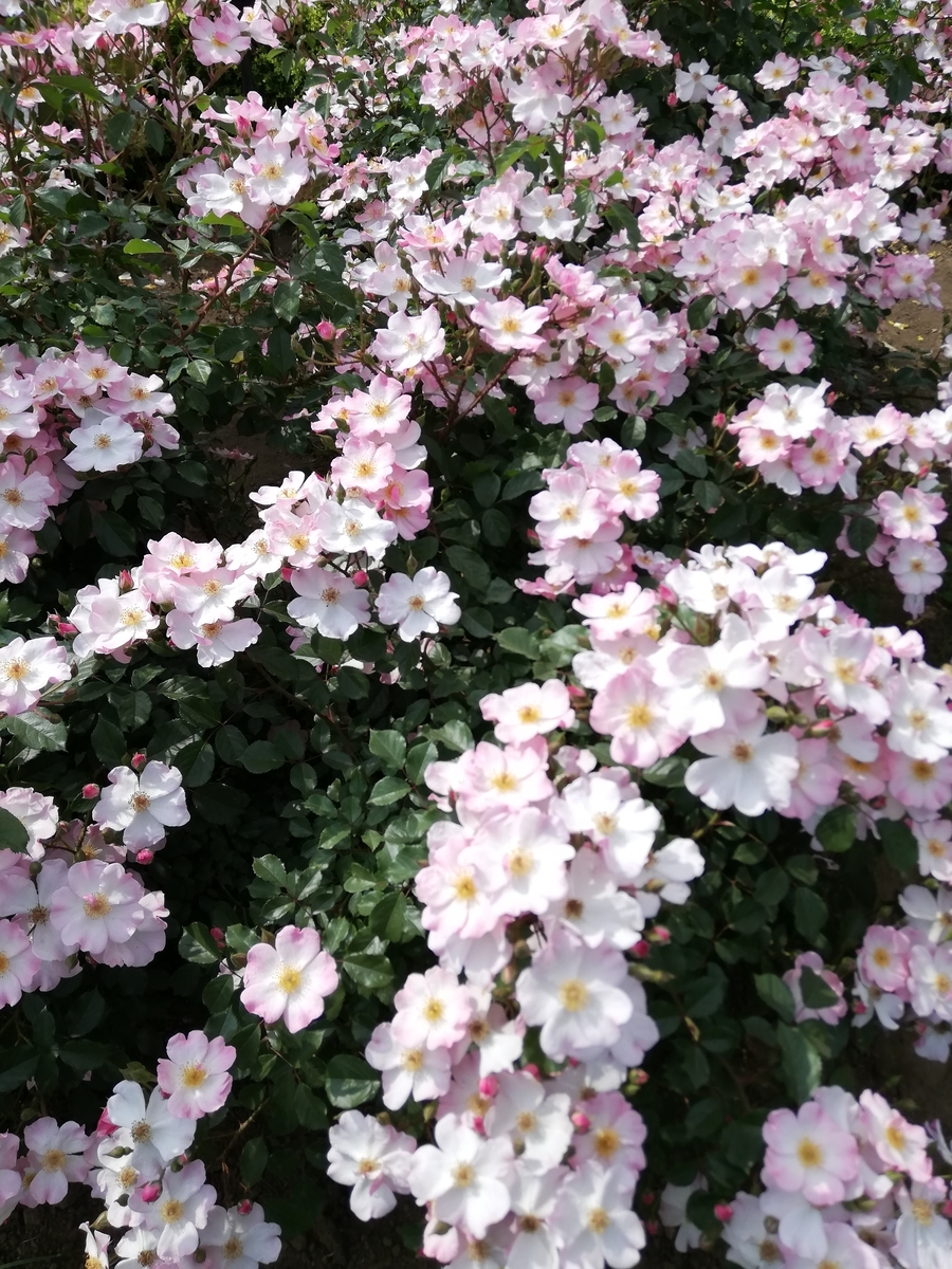 f:id:shiftchang:20190519212315j:plain