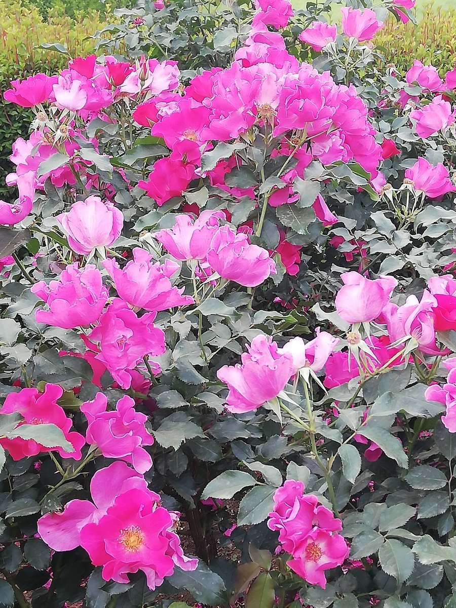 f:id:shiftchang:20190519212431j:plain