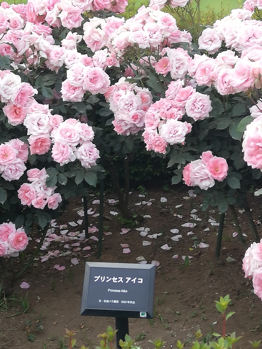 f:id:shiftchang:20190519215436j:plain
