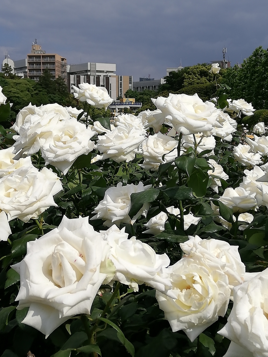 f:id:shiftchang:20190519220036j:plain