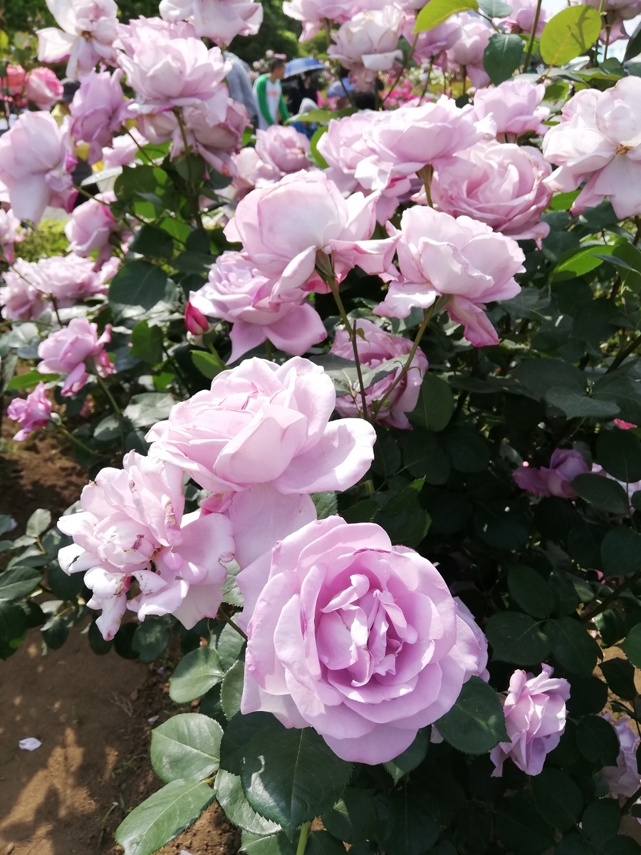 f:id:shiftchang:20190519220253j:plain