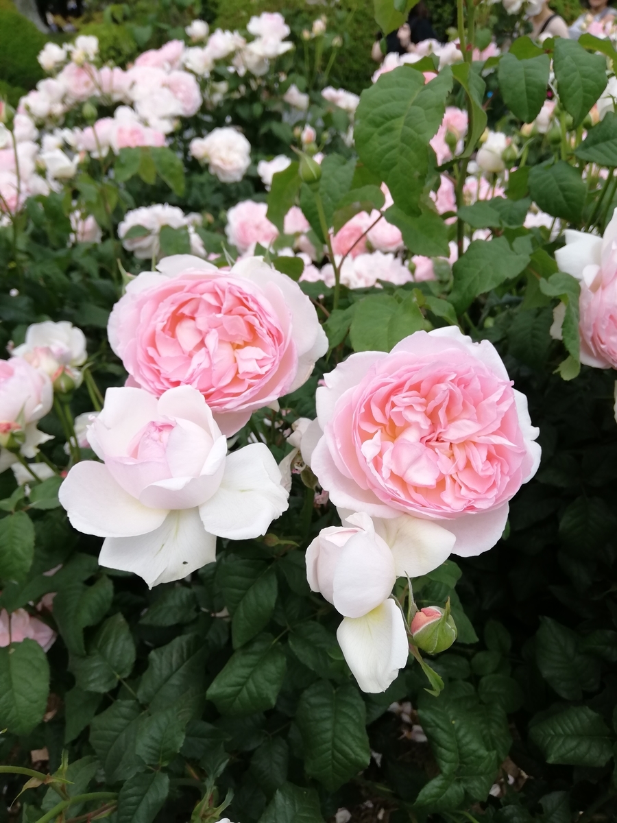 f:id:shiftchang:20190528210019j:plain