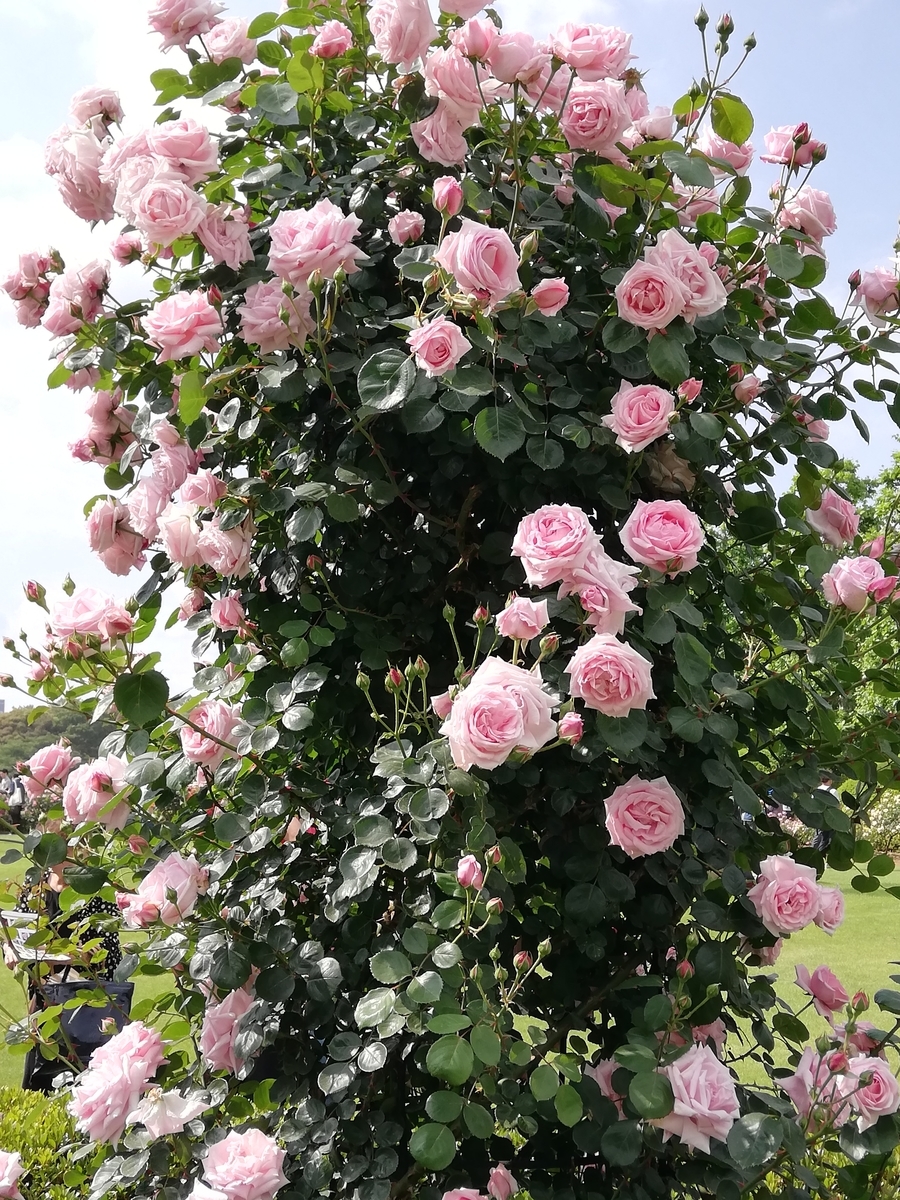 f:id:shiftchang:20190528211753j:plain
