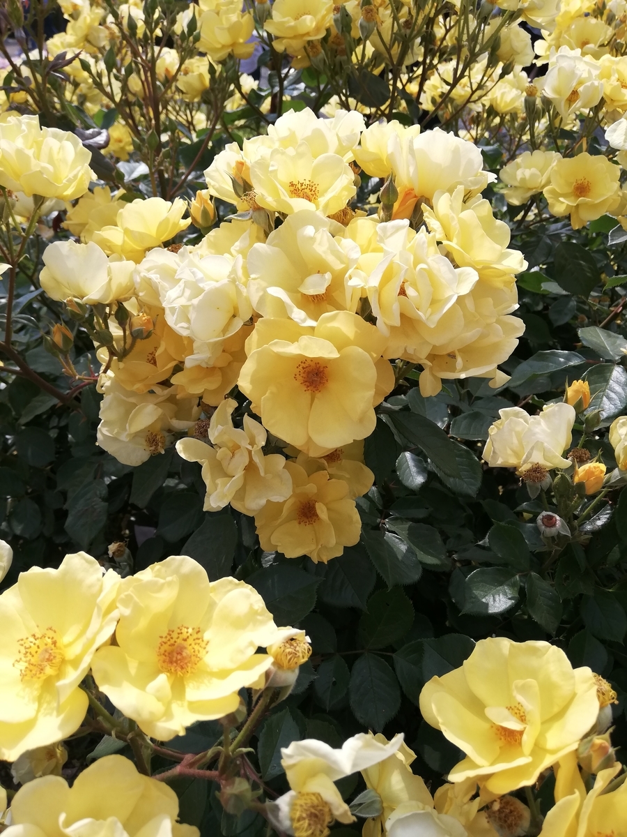 f:id:shiftchang:20190528211940j:plain