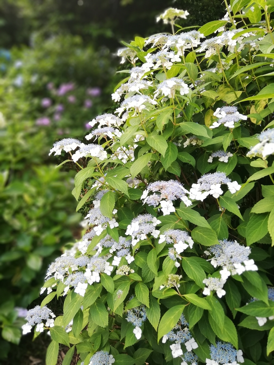 f:id:shiftchang:20190610192151j:plain