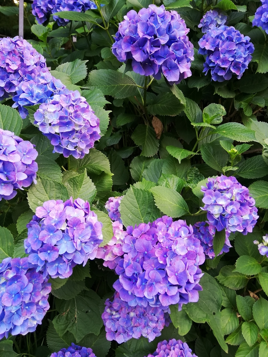 f:id:shiftchang:20190610193447j:plain
