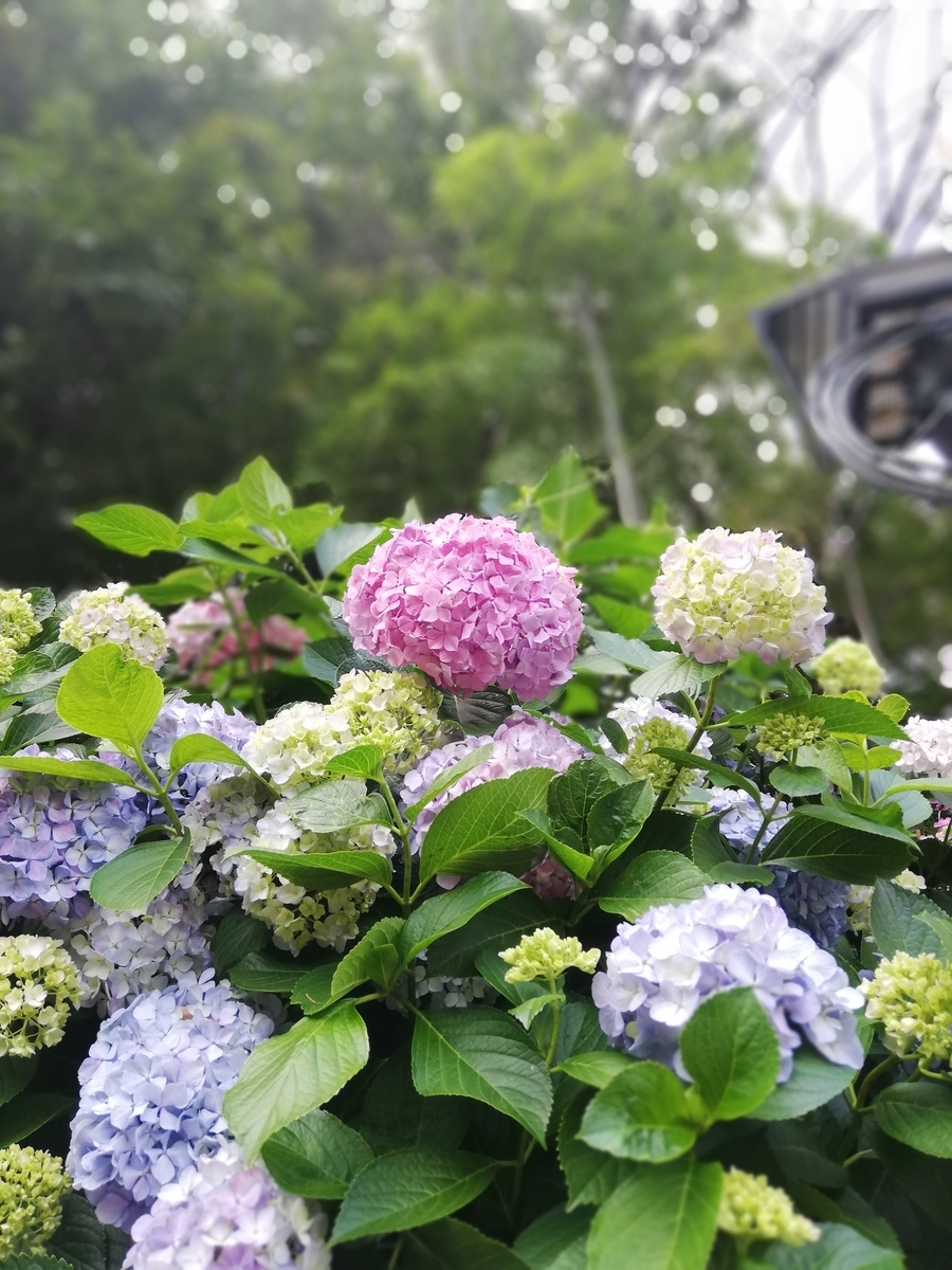 f:id:shiftchang:20190610195837j:plain