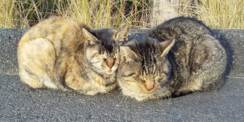 桐垣展望台の野良猫