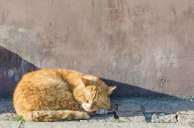 猫が安心しきって寝ている写真