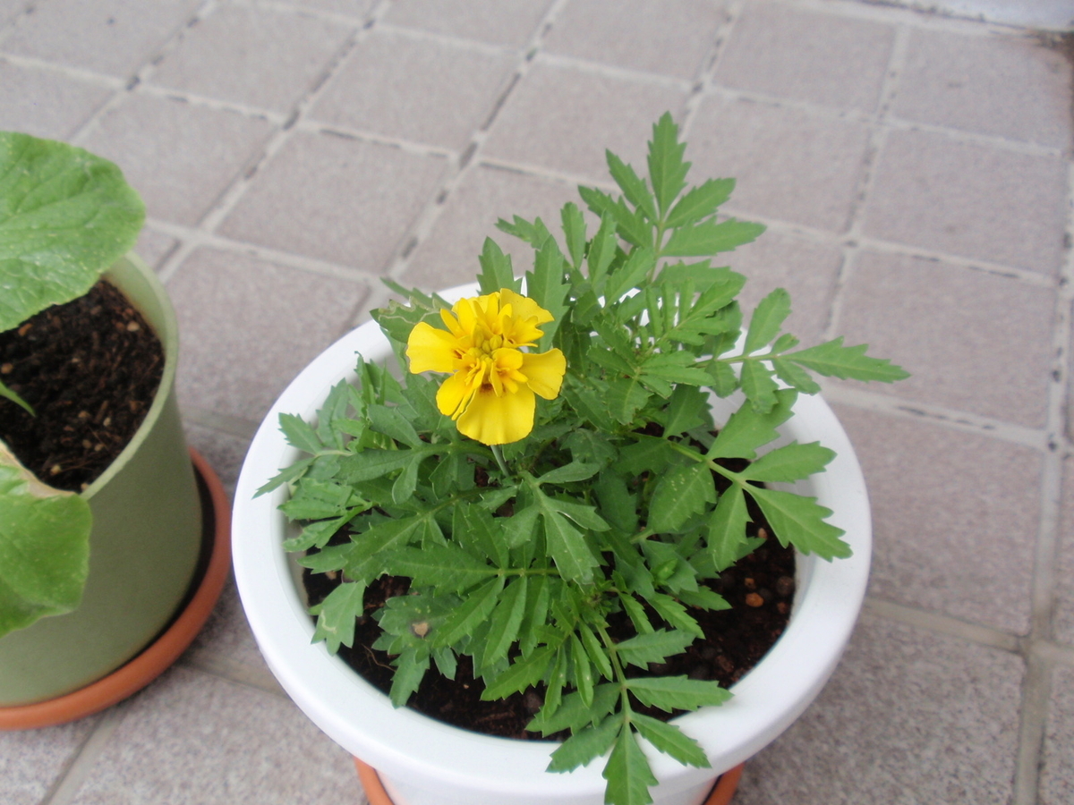 f:id:shigakuseminar:20200701124959j:plain
