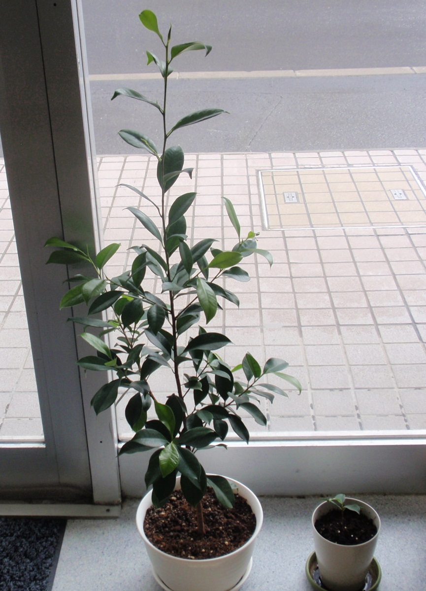 f:id:shigakuseminar:20210510125749j:plain