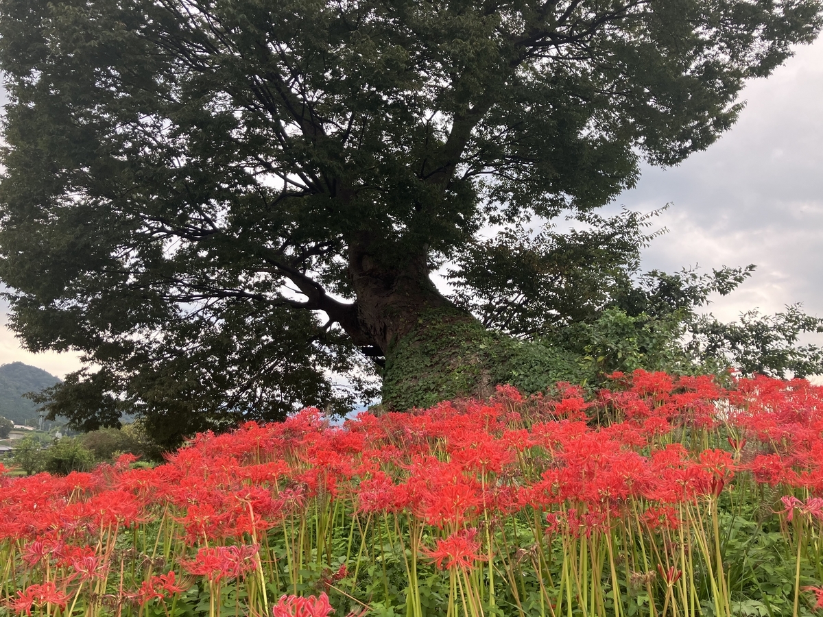 彼岸花