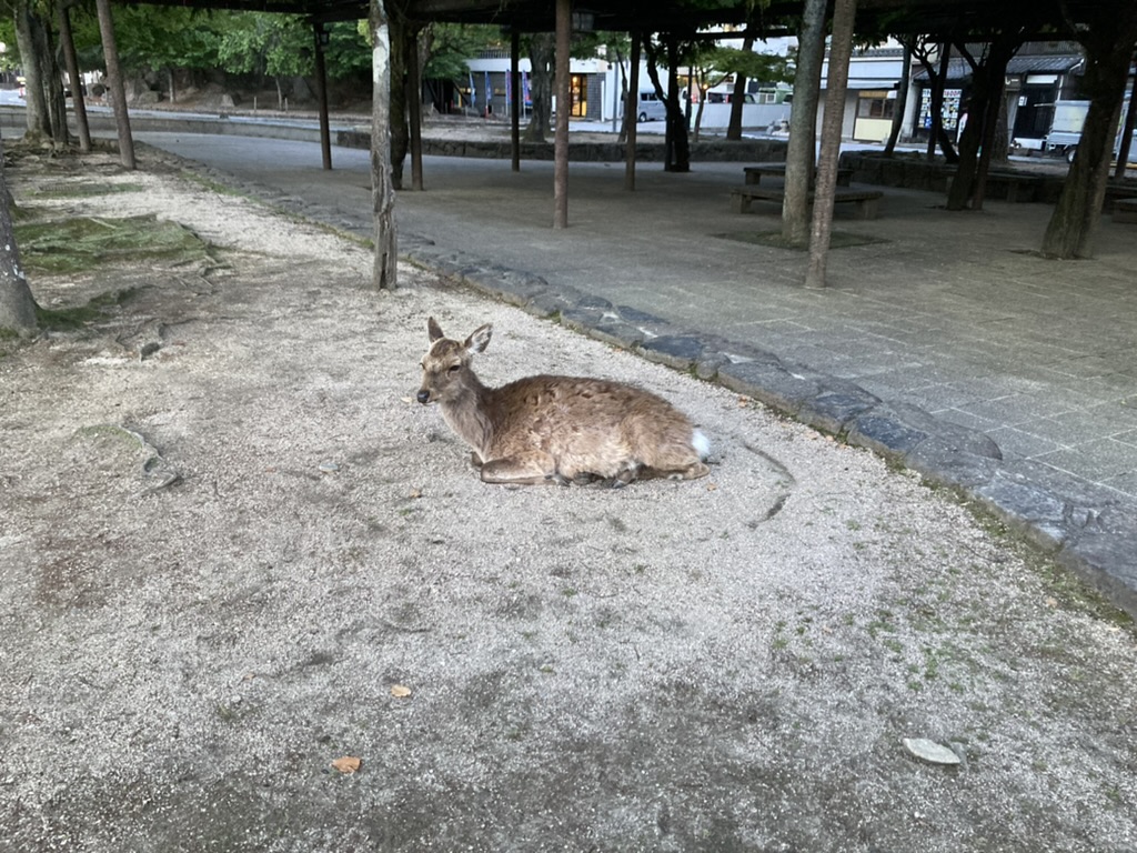 宮島の鹿