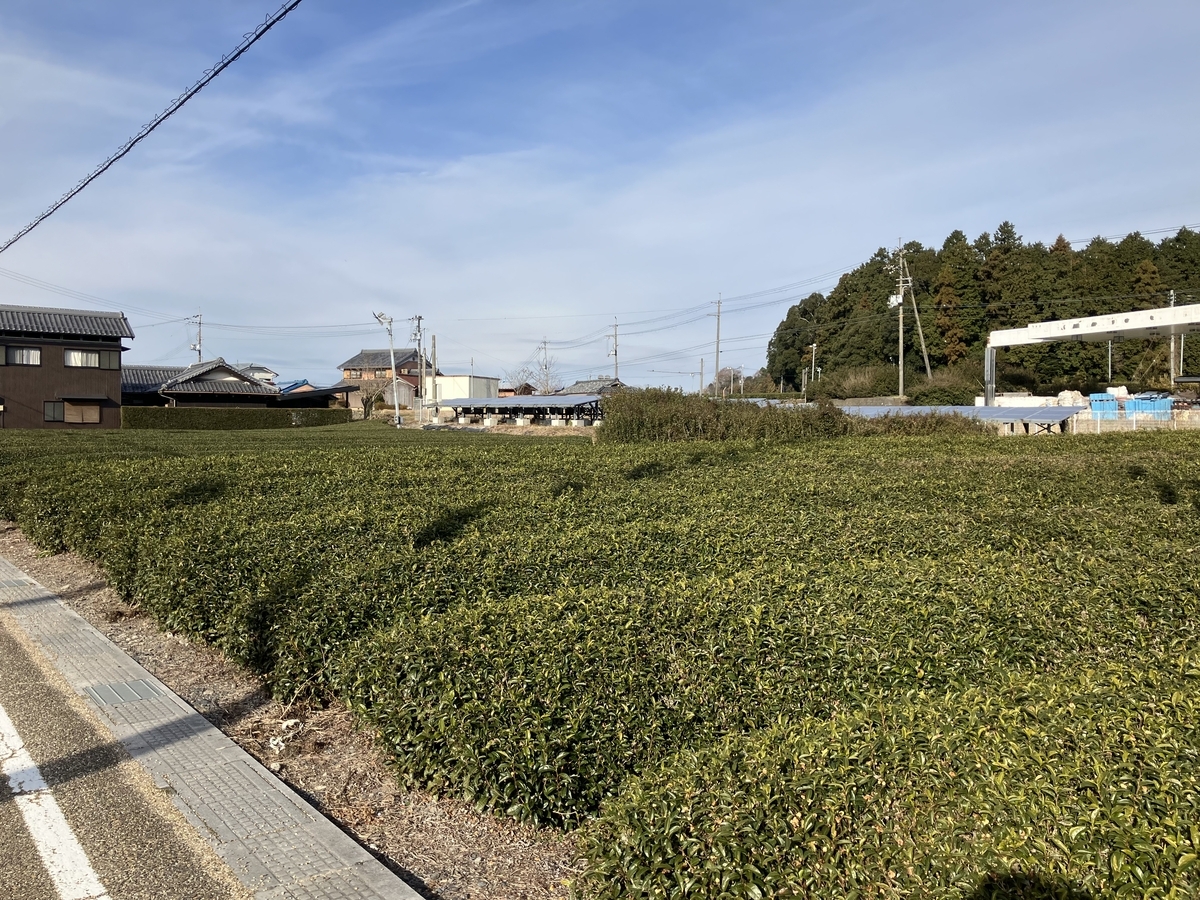 土山のお茶畑