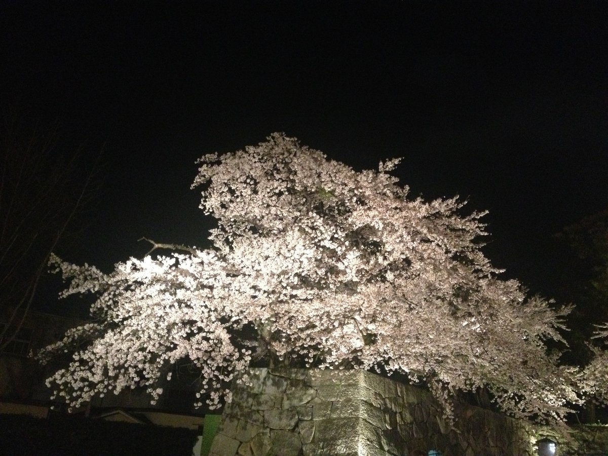 彦根城の桜ライトアップ