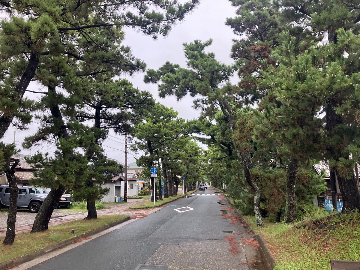 松並木