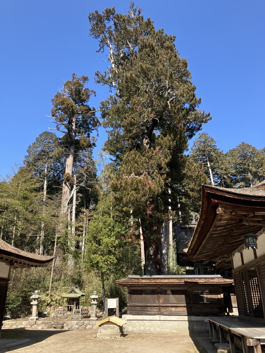 油日神社のコウヤマキ