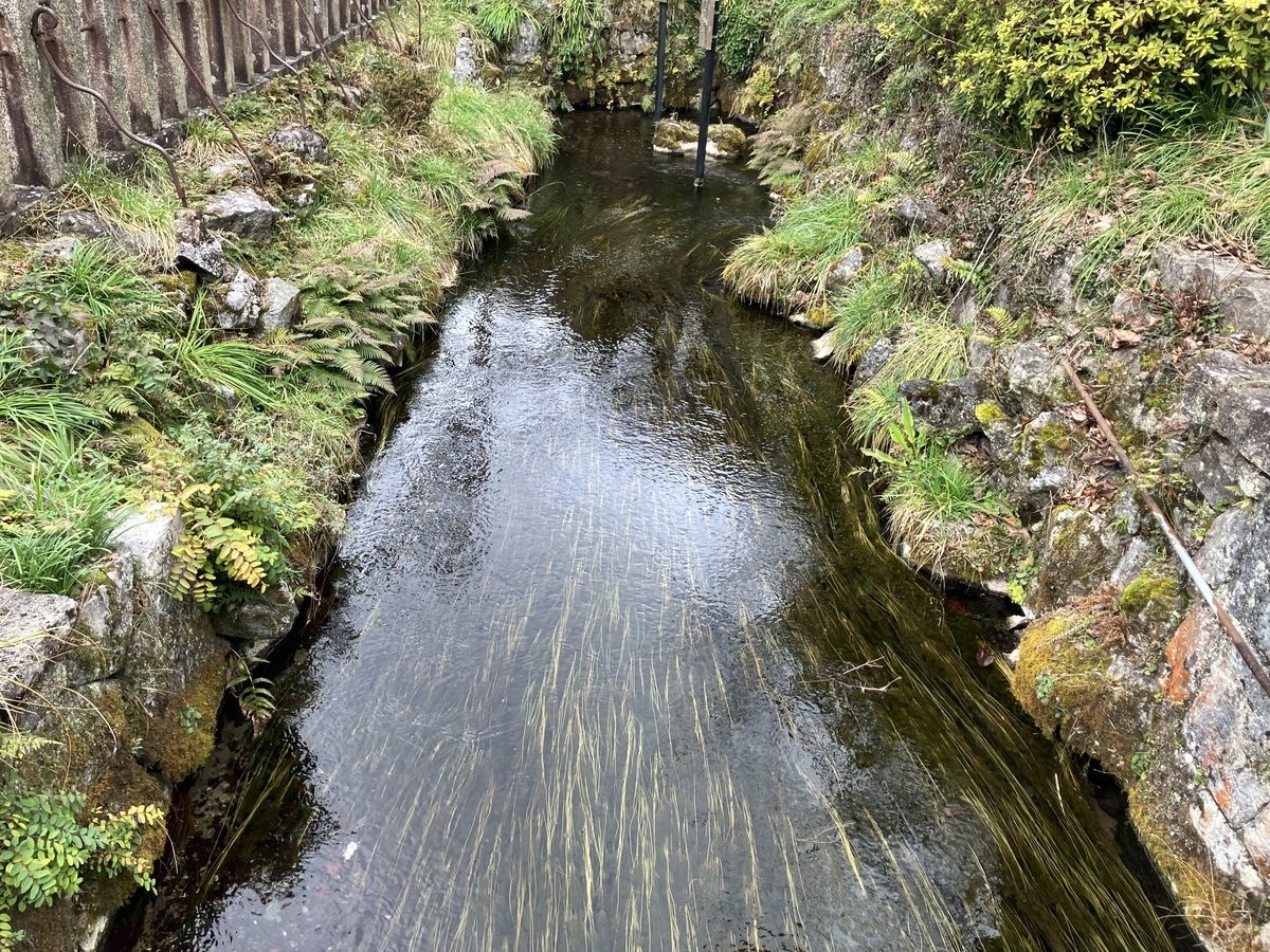 梅花藻
