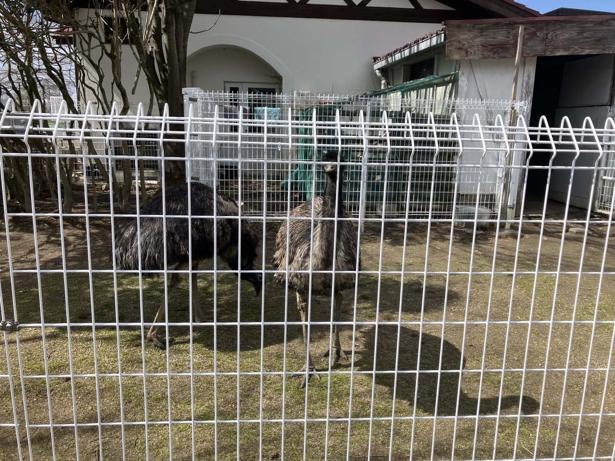エミュー