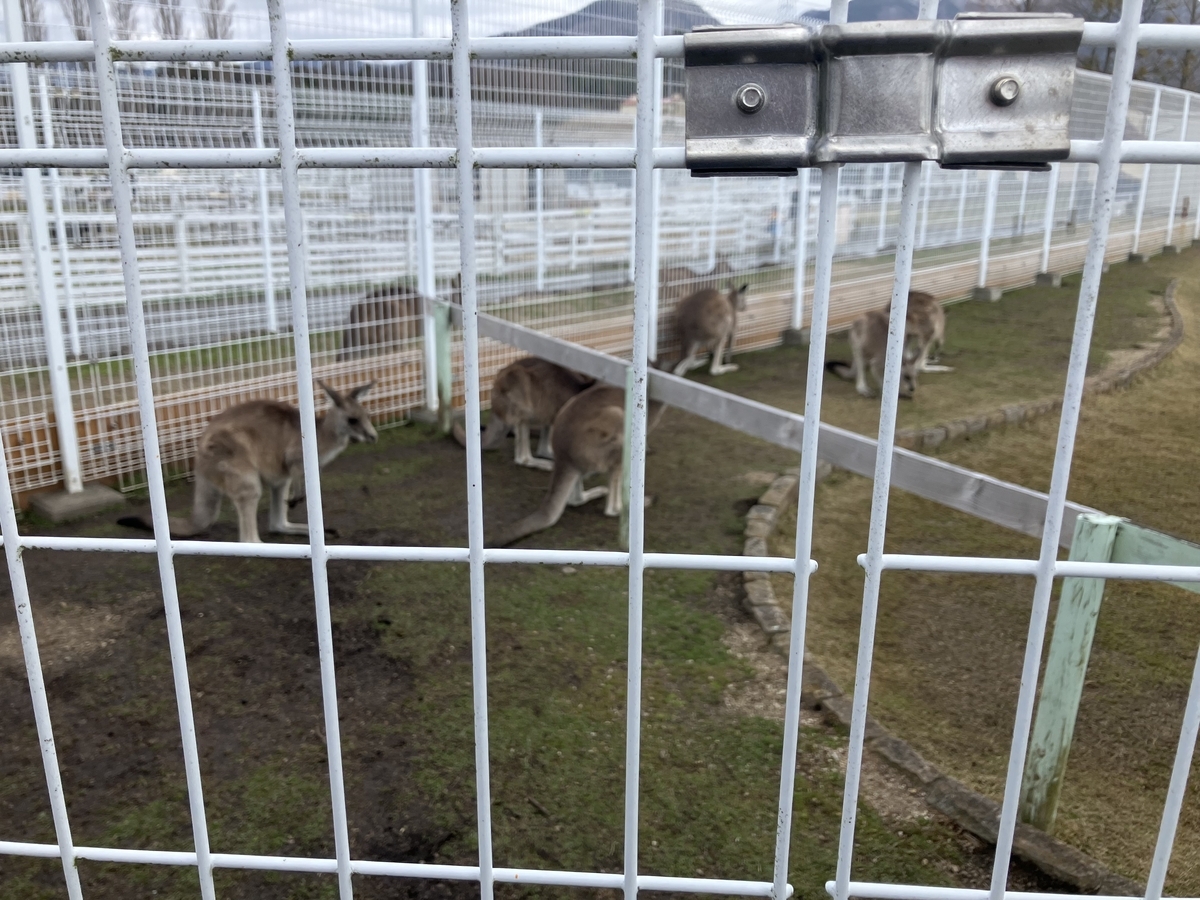カンガルー