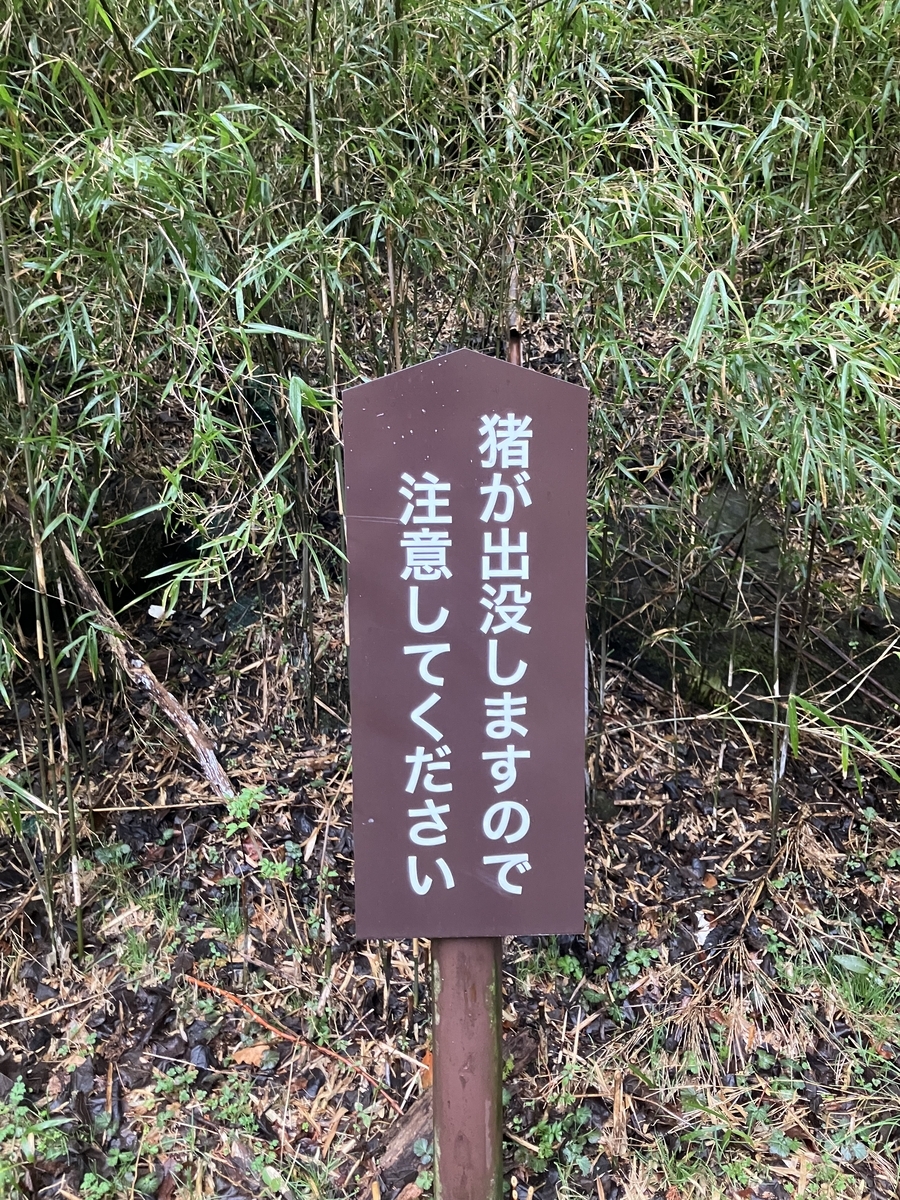 猪注意