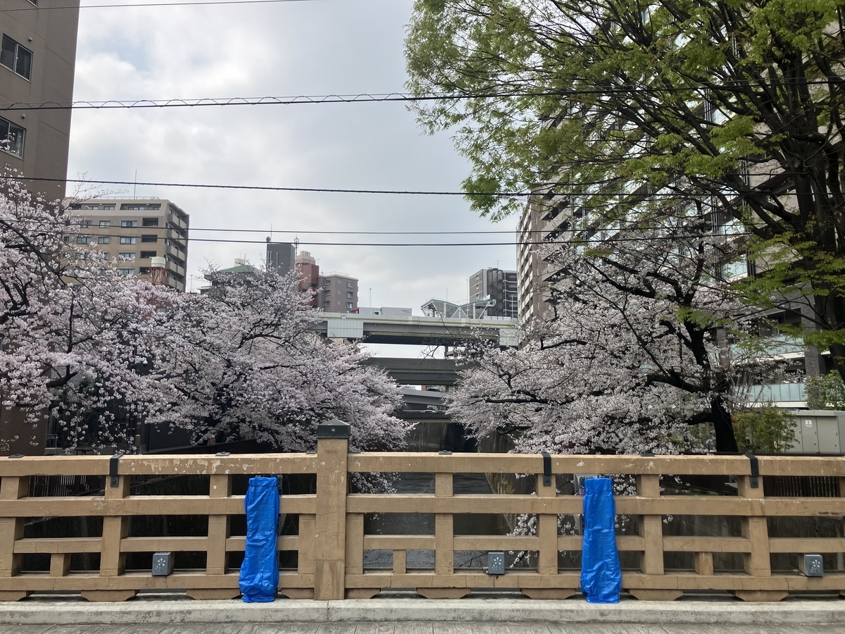 板橋から見える桜