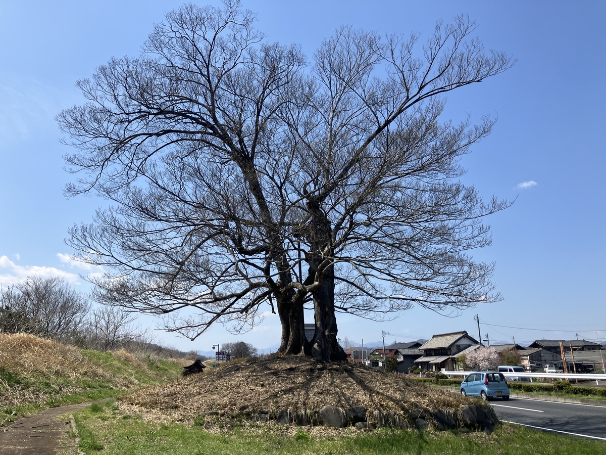 一里塚跡の木