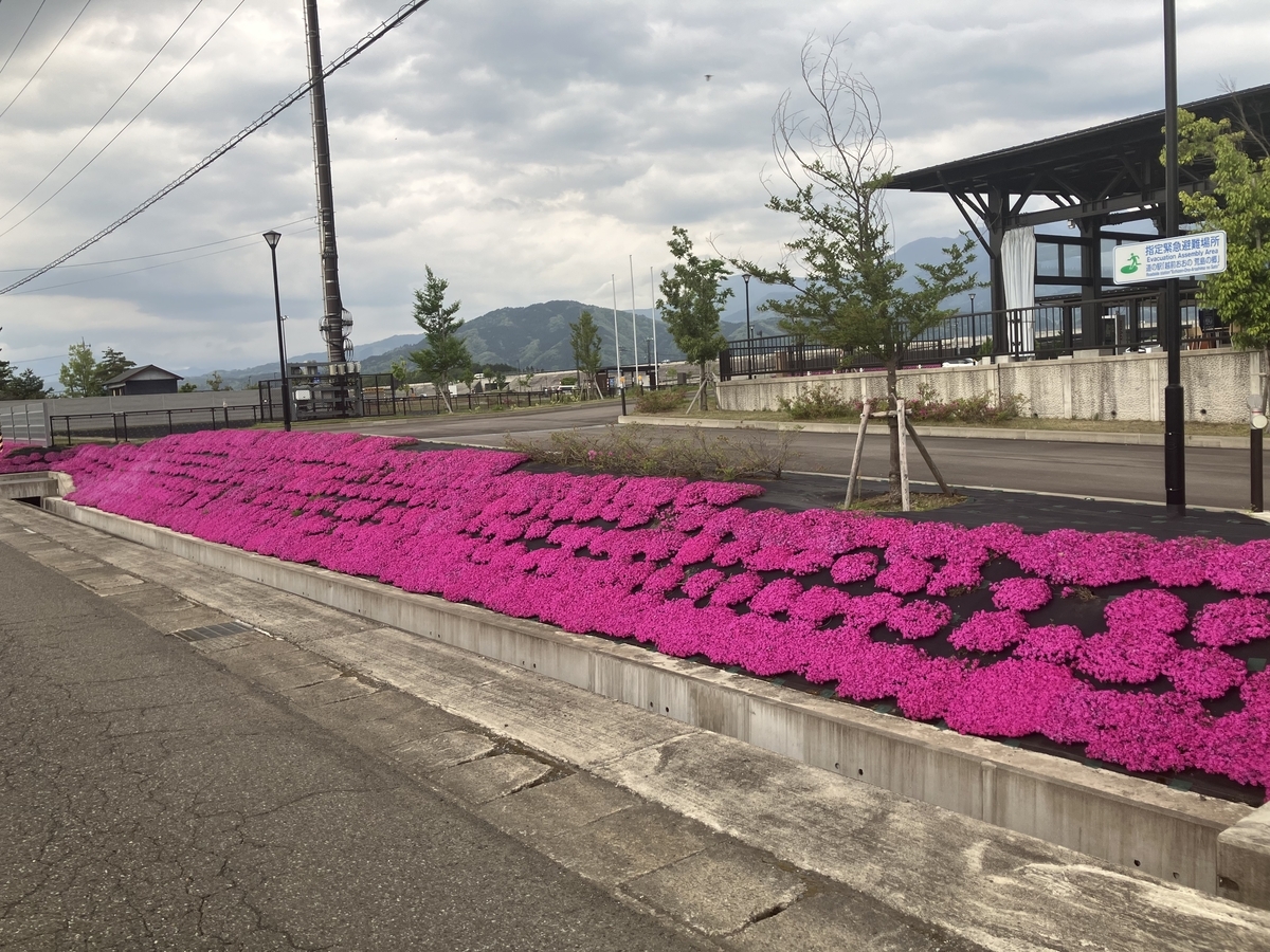 芝桜