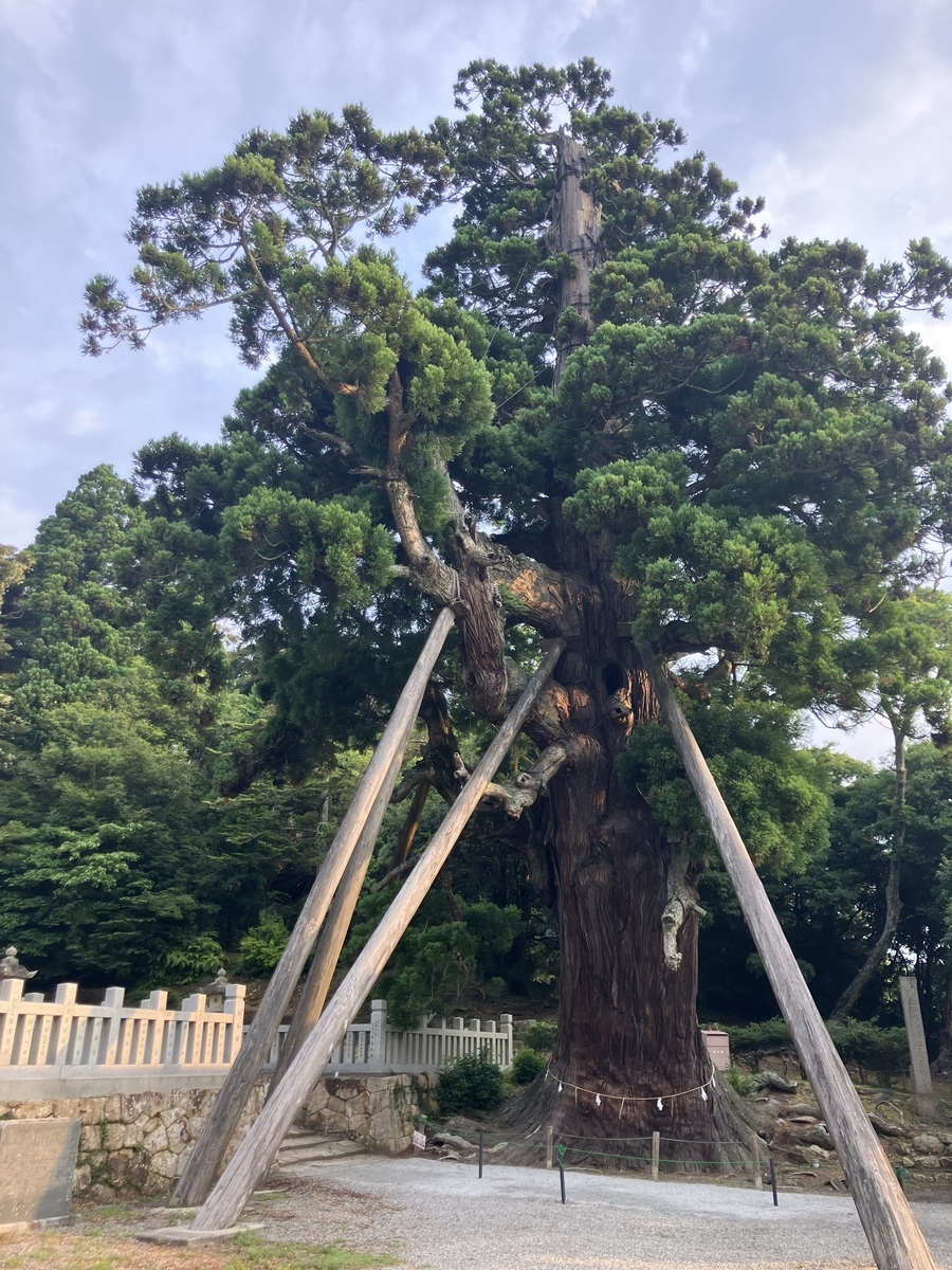 八百杉