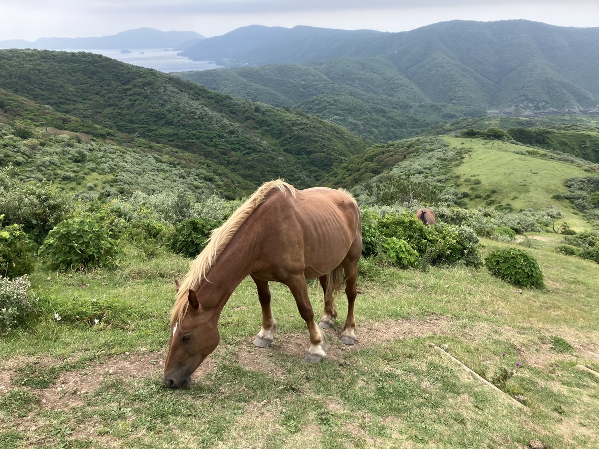馬1