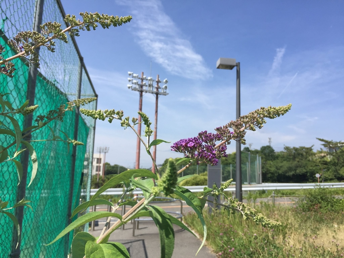 f:id:shige_taro:20190720180723j:plain f:id:shige_taro:20190720180723j:plain