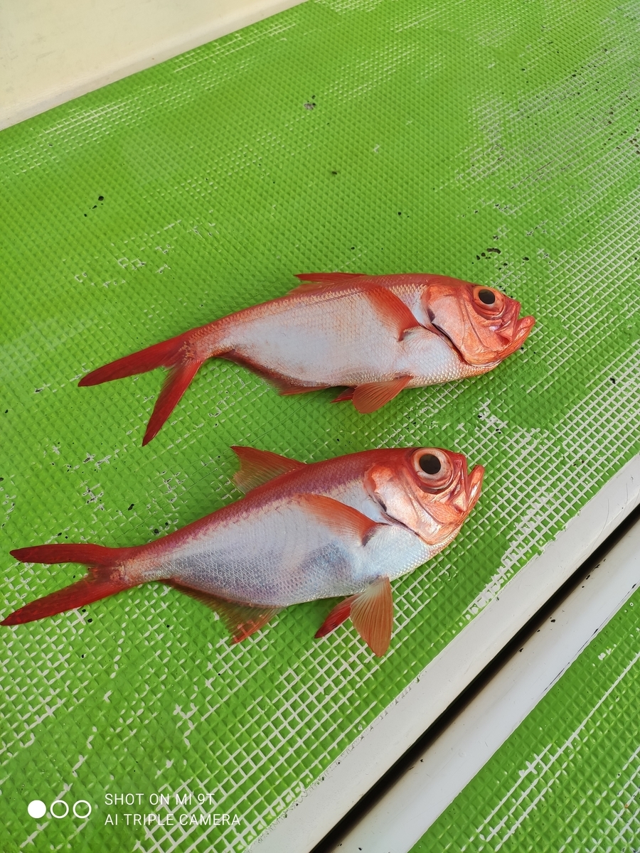 Lt根魚五目 相模湾 根府川 真鶴沖 小キンメ Shigemaruの小部屋 Lt根魚五目 相模湾 根府川 真鶴沖 小キンメ Shigemaruの小部屋