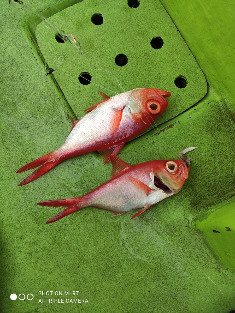 Lt根魚五目 相模湾 根府川 真鶴沖 小キンメ Shigemaruの小部屋 Lt根魚五目 相模湾 根府川 真鶴沖 小キンメ Shigemaruの小部屋