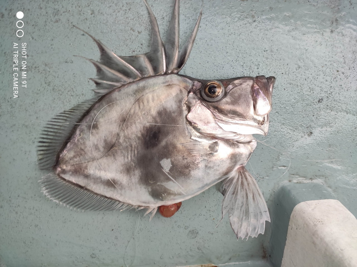 相模湾 小田原 根府川沖 Lt根魚五目 アカムツ 小キンメ 他 Shigemaruの小部屋 相模湾 小田原 根府川沖 Lt根魚五目 アカムツ 小キンメ 他 Shigemaruの小部屋