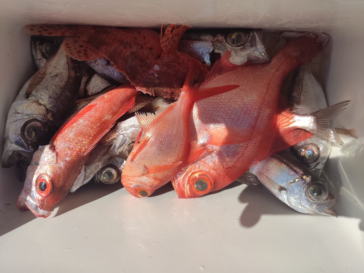 f:id:shigemaru-ace:20210316214211j:plain