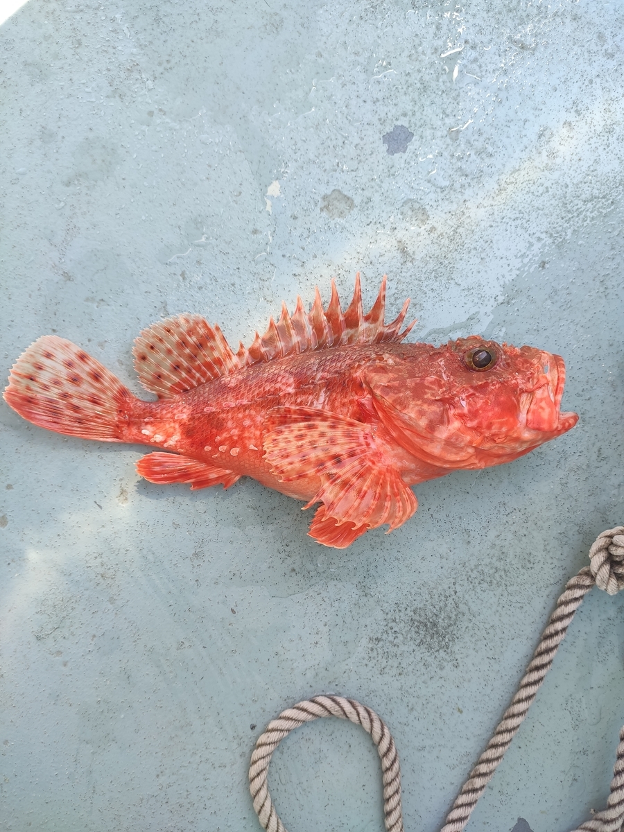 f:id:shigemaru-ace:20210317045508j:plain