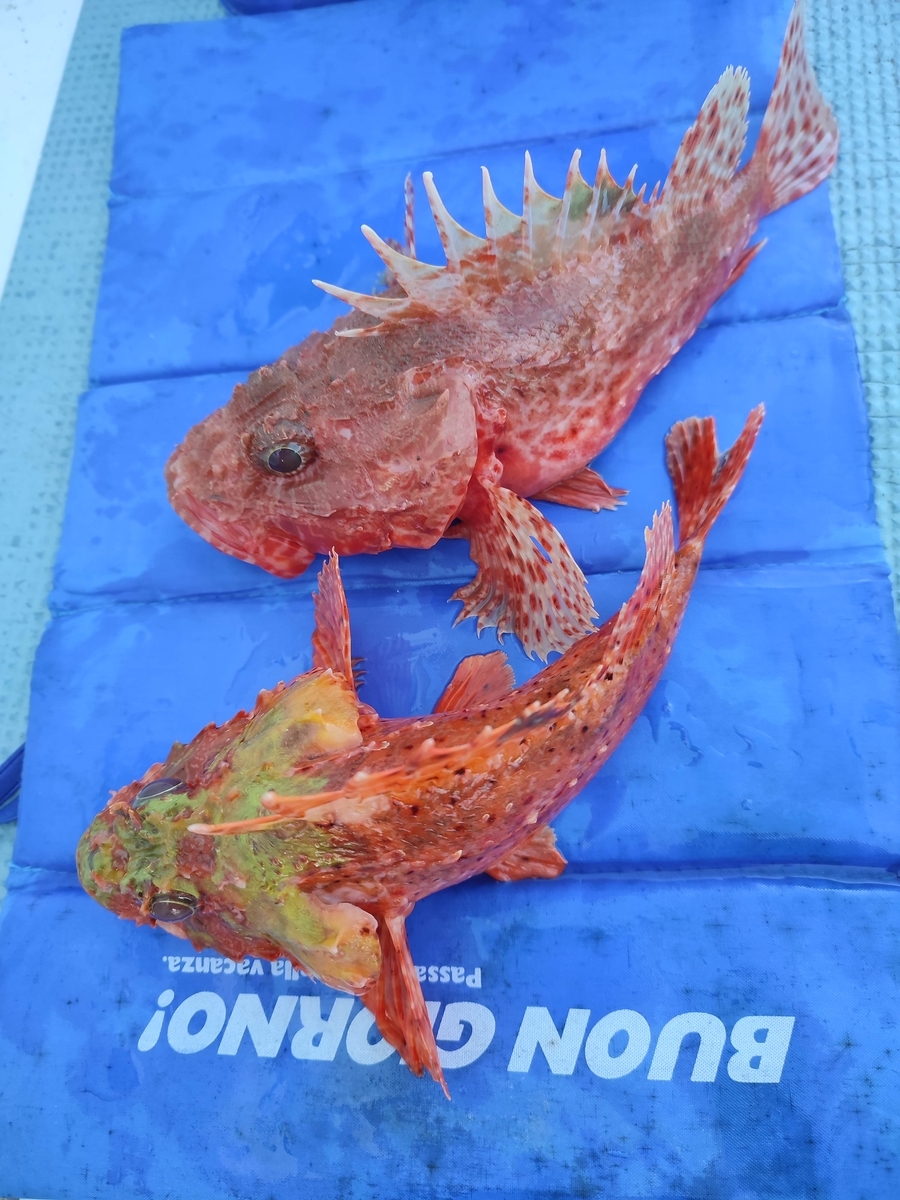 f:id:shigemaru-ace:20220104092300j:plain