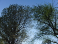 20100522164623