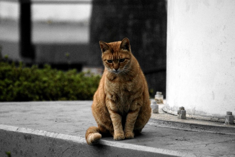 https://cdn-ak.f.st-hatena.com/images/fotolife/s/shigeo-t/20081103/20081103100535.jpg